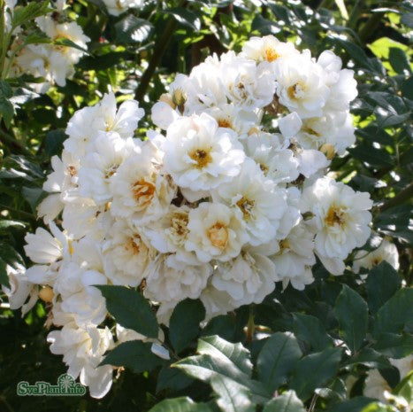 Fylld Honungsros 'Hybrida' 5-pack barrotad