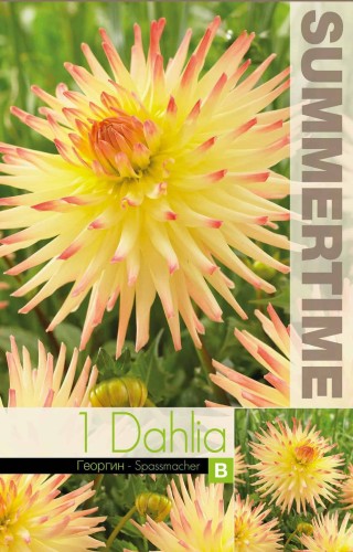 Kaktus Dahlia 'Spassmacher' 1st