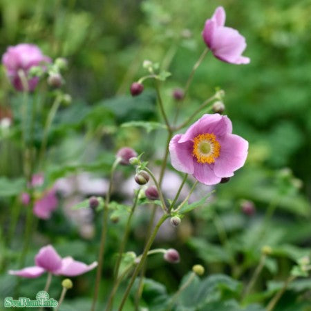 Höstanemon 'Praecox' 1st barrotad