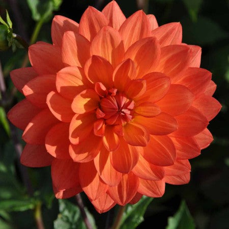 Näckros Dahlia 'Shep's Memory' 1st