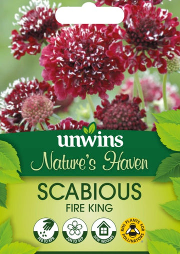 Praktvädd 'Fire King'