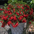 Boliviabegonia 'Groovy Red' 10,5 cm kruka