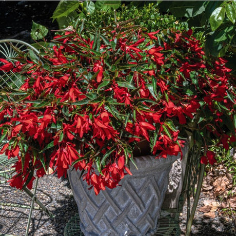 Boliviabegonia 'Groovy Red' 10,5 cm kruka