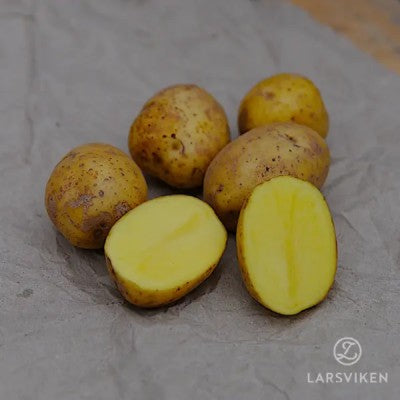 Sättpotatis - Aztek Gold 1kg