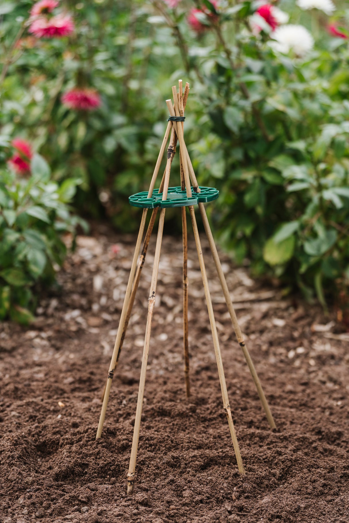 Växtstöd Bambupinne 60cm - 20st