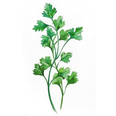 Persilja Slätbladig 'Gigante di Napoli'