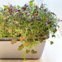 Sproutly: EKO Mizuna Frills 40g