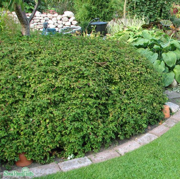 Liten stefanandra 10-p barrotad 20-40cm