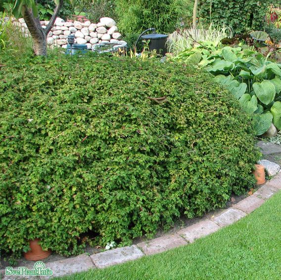 Liten stefanandra 10-p barrotad 20-40cm