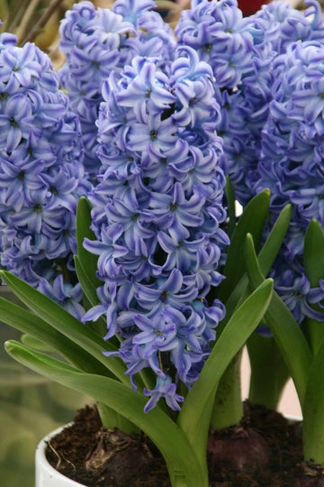 Hyacint 'Delft Blue' 5st