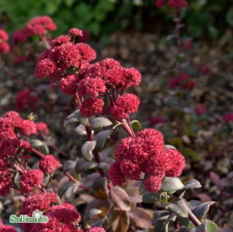 Kärleksört 'Red Cauli' 1st barrotad