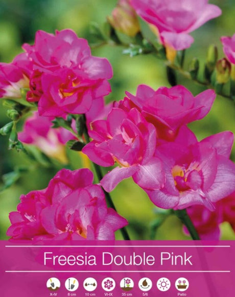 Freesia 'Double Pink' 5st