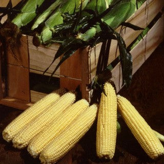 Sockermajs 'Sunrise' F1 Frö