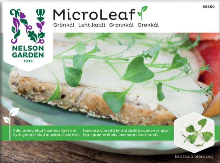 Micro Leaf  'Grönkål'