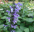 Salvia 'Rockin Sky Blue' 10,5cm kruka