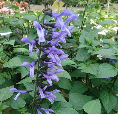 Salvia 'Rockin Sky Blue' 10,5cm kruka