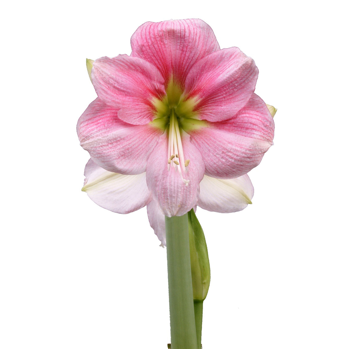Afrikansk Amaryllis 'Blushing Bride' 1st