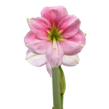 Afrikansk Amaryllis 'Blushing Bride' 1st