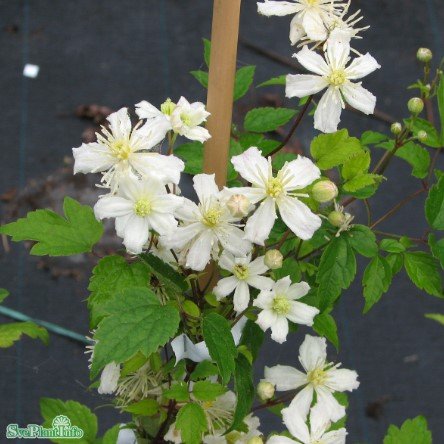 Klematis 'Paul Farges' 3-pack