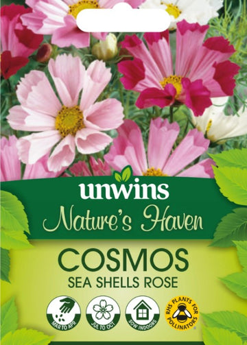 Rosenskära 'Sea Shells Rose'