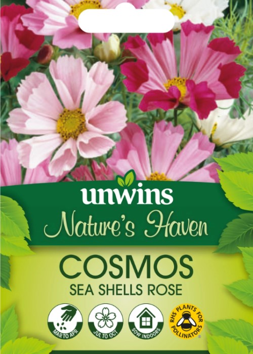 Rosenskära 'Sea Shells Rose'