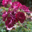 Floribundaros 'Burgundy Ice' 5-pack barrotad