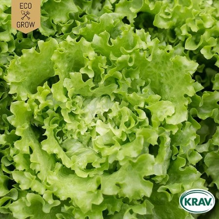 Bataviasallat 'Blonde de Paris' KRAV-märkt