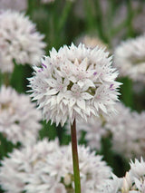 Allium,  Papperslök 'Graceful Beauty' 8st