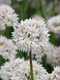 Allium,  Papperslök 'Graceful Beauty' 8st