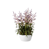 Brussels Plantskål Ytterkruka D23cm White