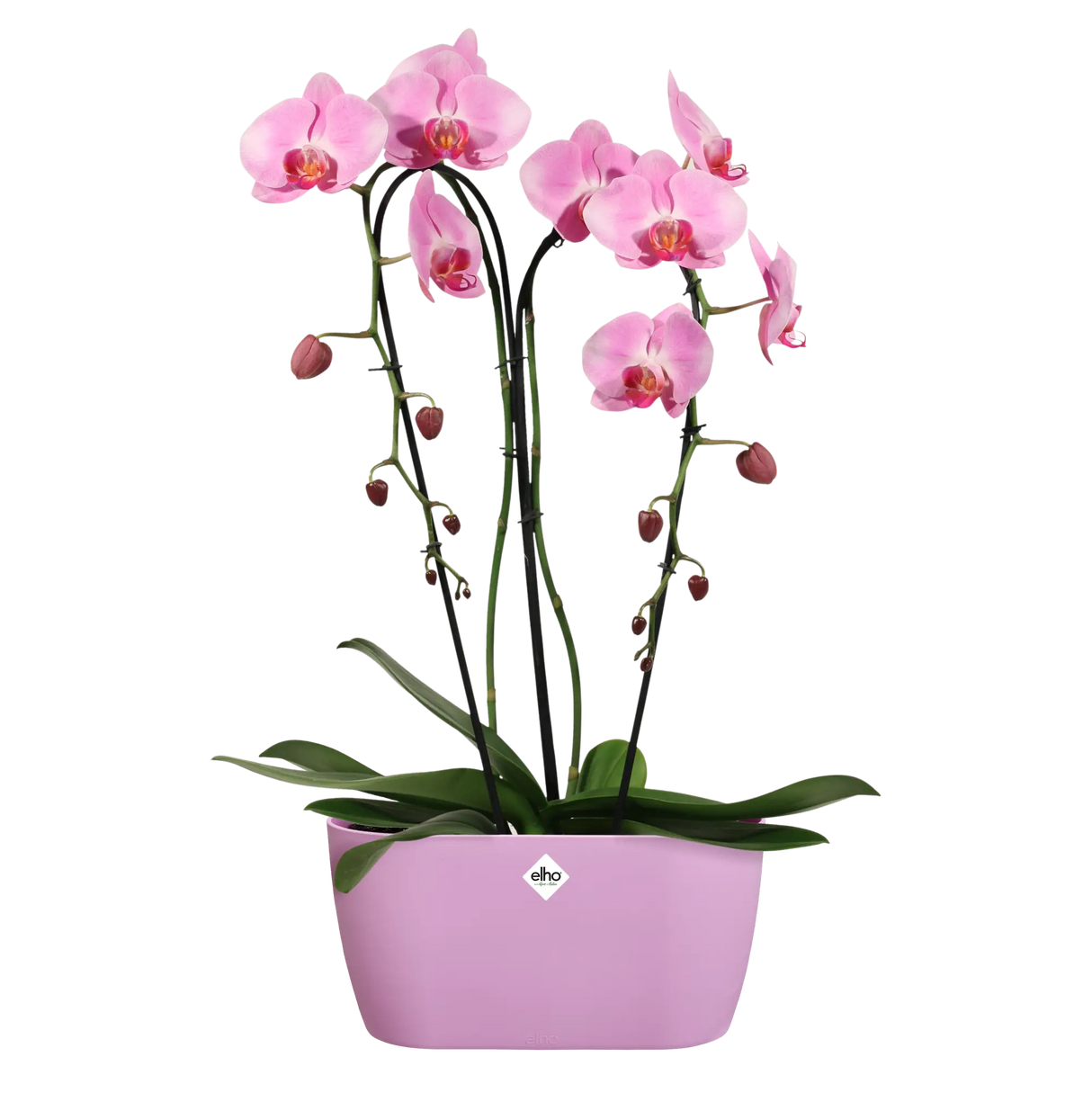 Brussels Orchid Duo 25cm Soft Pink