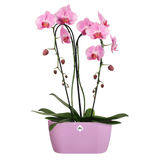 Brussels Orchid Duo 25cm Soft Pink