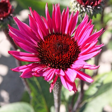 Rör Rudbeckia 'Rubinstein' 9cm kruka