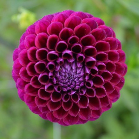Pompon Dahlia 'Downham Royal' 1st