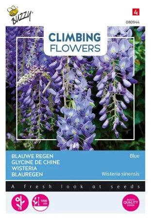 Blåregn 'Wisteria Blue'