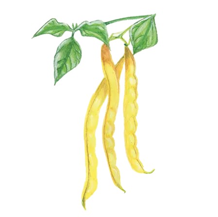 Störvaxböna 'Neckargold' Svenskodlat frö