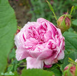 Portlandros 'Jacques Cartier' 1-pack barrot