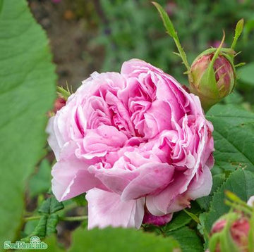 Portlandros 'Jacques Cartier' 1-pack barrot