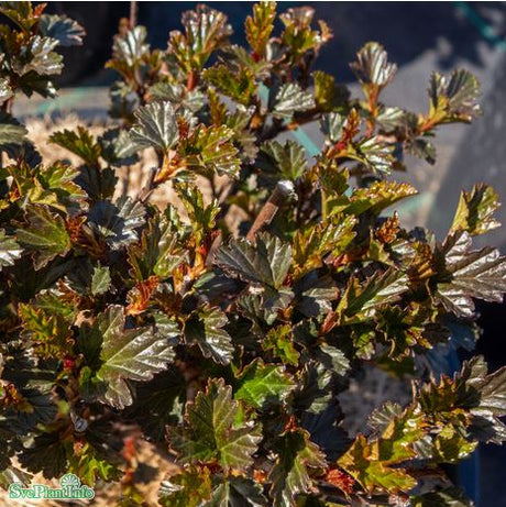 Smällspirea 'Tiny Wine' co 3-pack