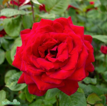 Tehybridros 'Burgund 81' 10-pack barrot