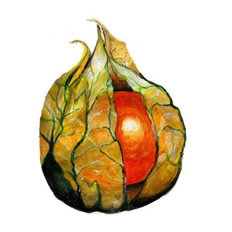 Gyllenbär Svenskodlat frö