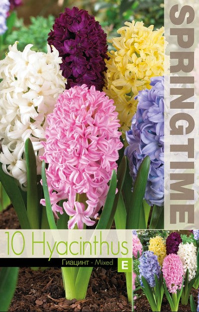 Hyacint 'Mixed' 10st