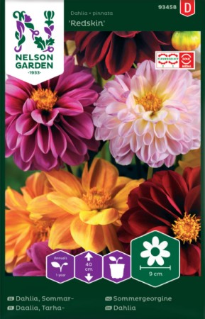 Sommardahlia 'Redskin' frö