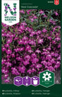 Hänglobelia 'Red Cascade'