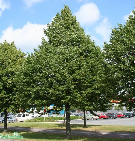 Skogslind 'Greenspire' Utr 150-200 co