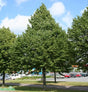 Skogslind 'Greenspire' Utr 150-200 co