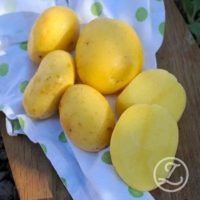 Sättpotatis - Almonda 1kg EKO