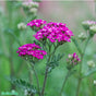Röllika 'Cerise Queen' 9cm kruka