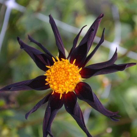 Orkidé Dahlia 'Honka Dark' 1st