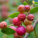 Rosa blåbär 'Pink Lemonade' co 5-pack